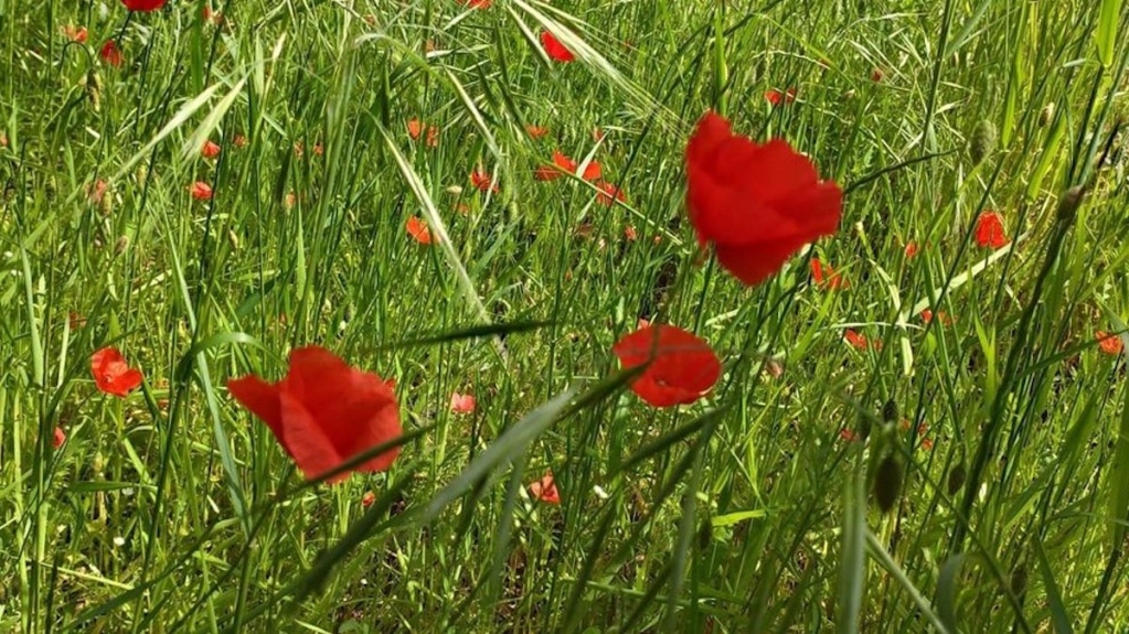 La #Sicilia ha un primato: prima in Europa a recepire con una propria norma gli obiettivi del #FarmtoFork e della strategia dell’Ue sulla #biodiversità per il 2030 bit.ly/2Tsh7Ah
