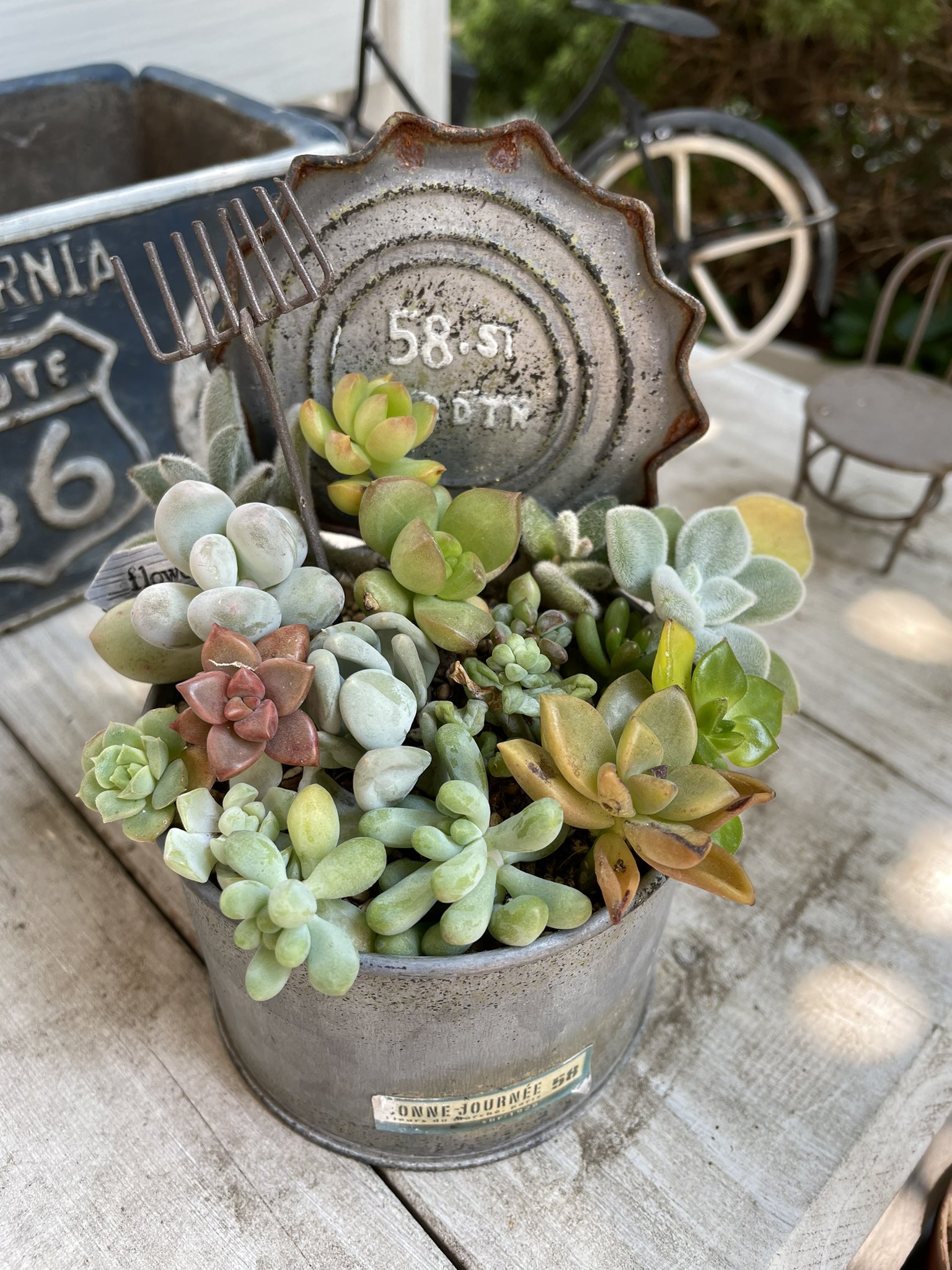 ブラウン系今季ブランド 多肉可愛いいぷっくり寄せ植え 植物 観葉植物 インテリア 住まい 小物ブラウン系 52 199 Thepegeek Com