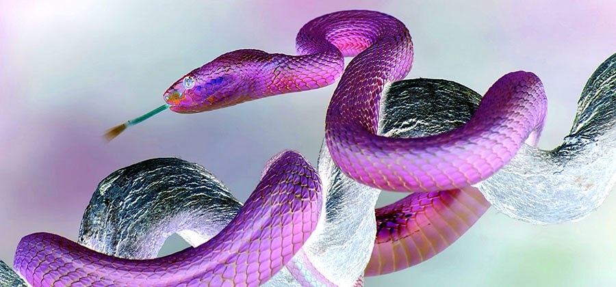 A photo of a snake on a branch, its colors have been inverted using Photoshop.