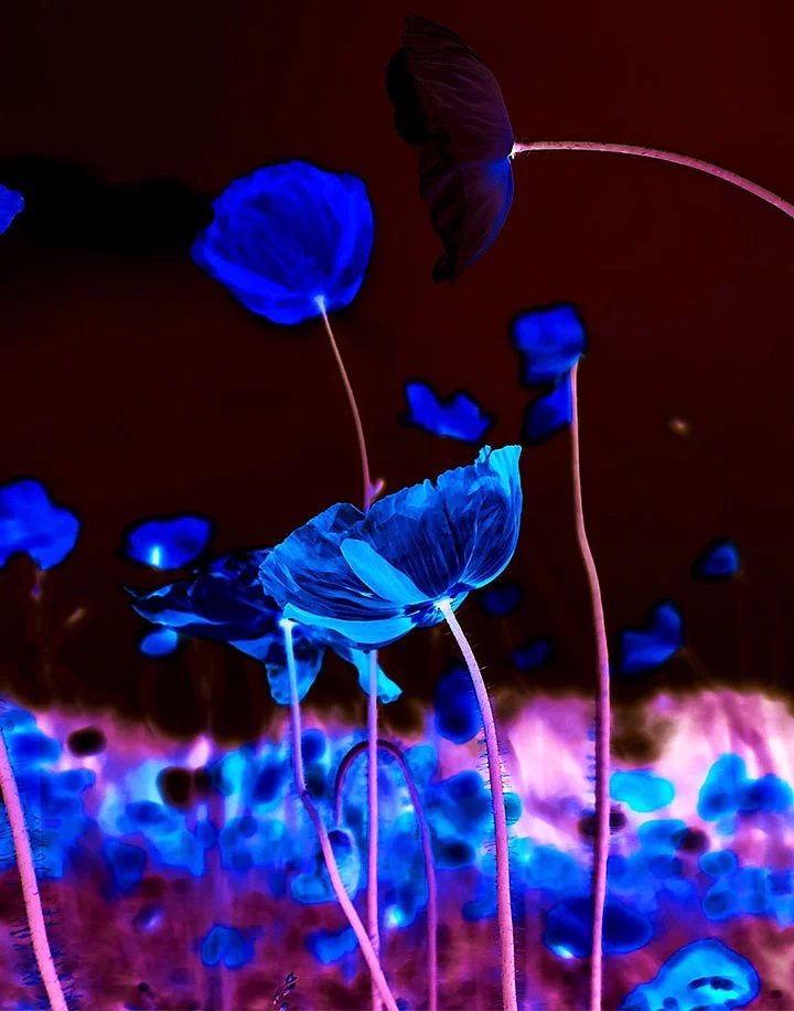 A photo of flowers, its colors have been inverted using Photoshop.