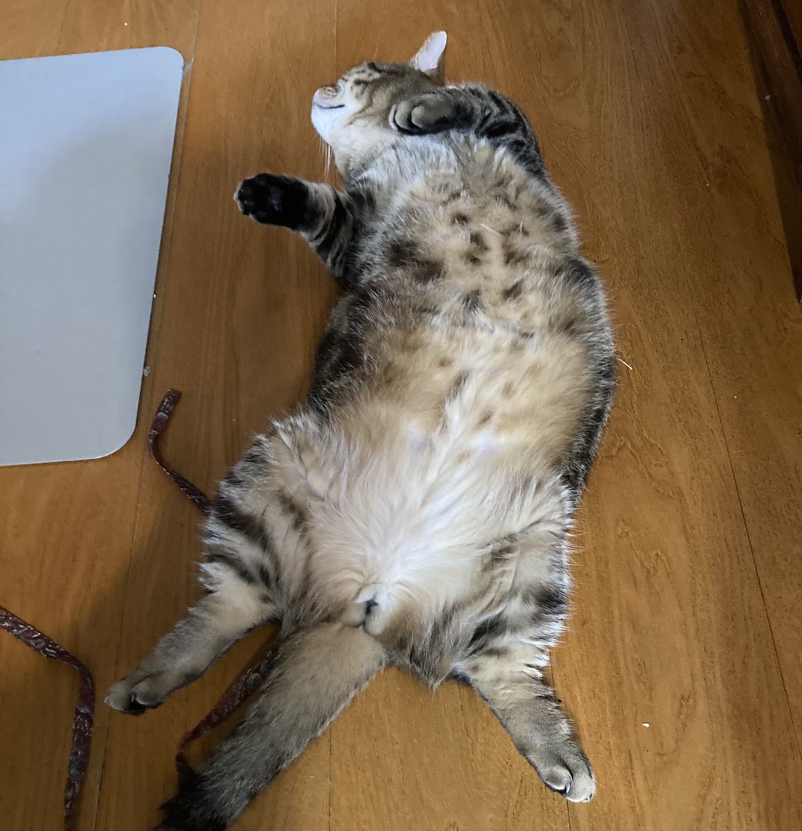 野坂尚也 Nowyack Twitter