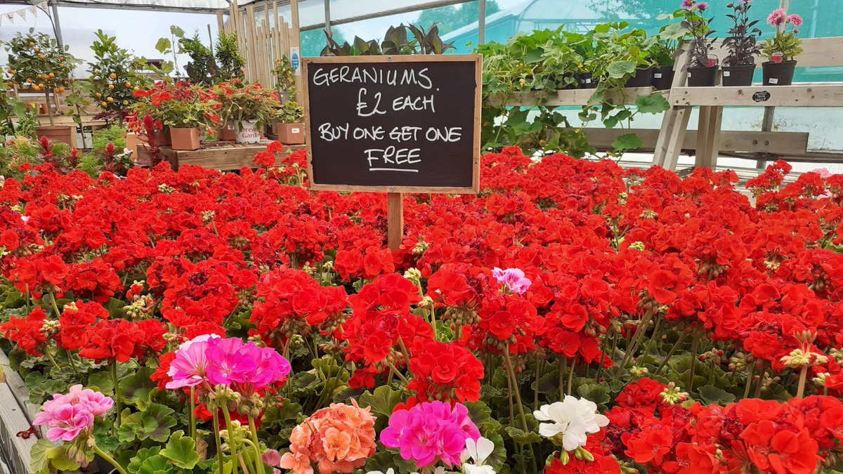 WorkbridgeUK's tweet image. 🌱 PLANT SALE 🌱

Buy one get one free on our 10cm pelargoniums and on all 9cm basket plants at Workbridge Garden Centre.

Perfect for quick summer colour in your garden.

#NorthantsHour #Northampton #Workbridge