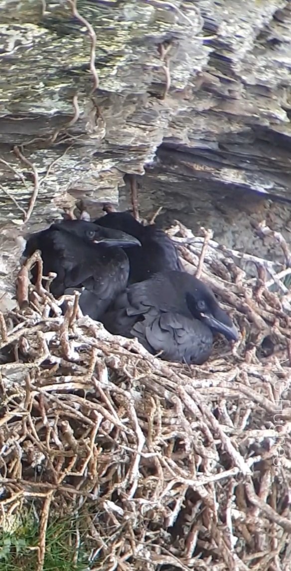 MegCHughes's tweet photo. Like most other corvids, ravens will stay with their parents for a time after fledging. As far as we know, this can vary from 3-8 weeks & is likely influenced by many factors like environment, geography, and, in a species this complex, individual differences!
#Cigfran #Ravens https://t.co/MdxLSSmZbz