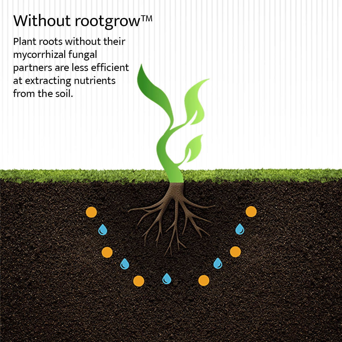 empathyrootgrow's tweet photo. Mycorrhizal fungi have the ability to unlock and access nutrients from the soil far more efficiently than a plant’s own roots 🍄  

Read our latest blog post on 'Healthy Soil Healthy Planet' for further information  🌱
https://t.co/UEUA9ySLLH

#MycorrhizalFungi #organicgardening https://t.co/Z3Bf9HtDuu