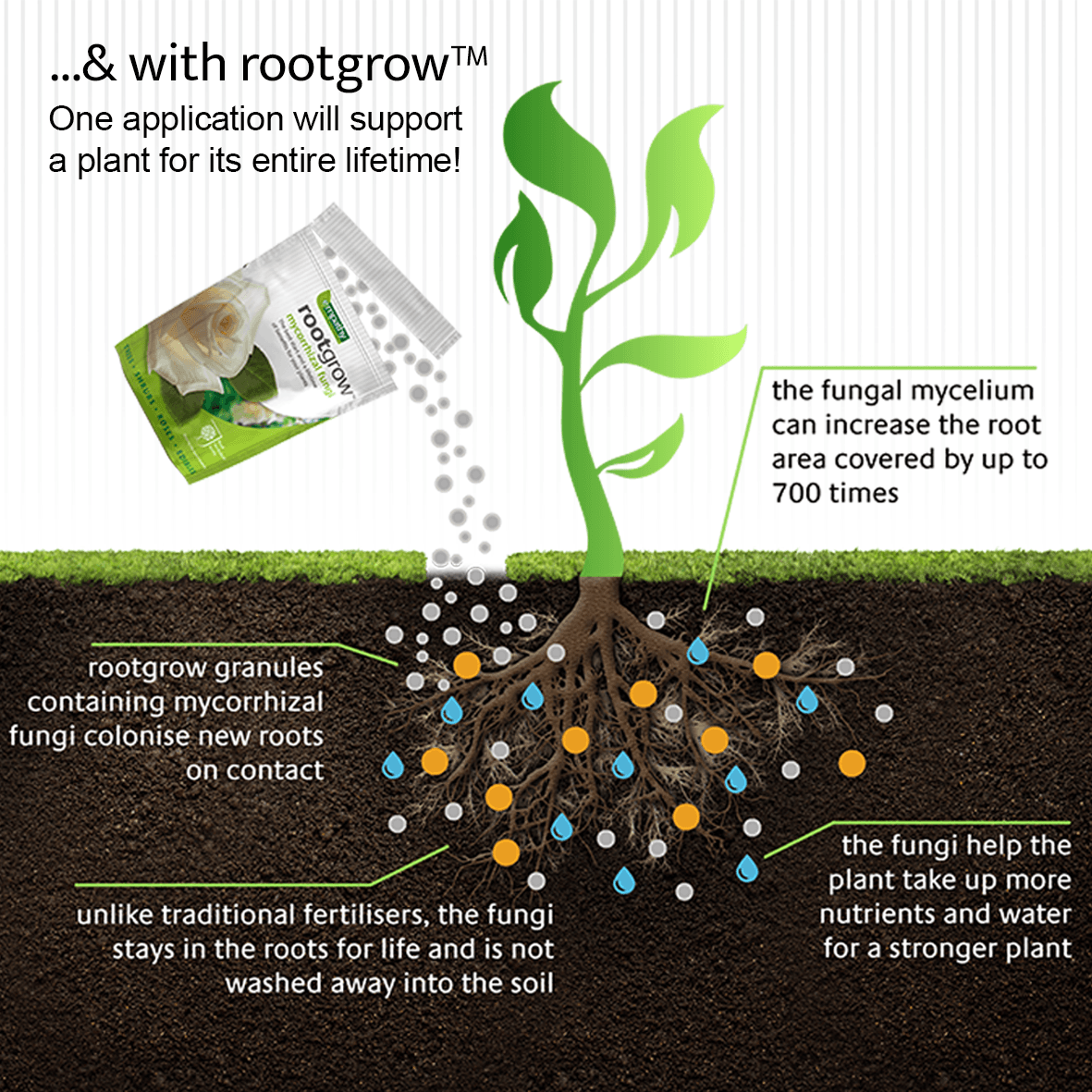 empathyrootgrow's tweet photo. Mycorrhizal fungi have the ability to unlock and access nutrients from the soil far more efficiently than a plant’s own roots 🍄  

Read our latest blog post on 'Healthy Soil Healthy Planet' for further information  🌱
https://t.co/UEUA9ySLLH

#MycorrhizalFungi #organicgardening https://t.co/Z3Bf9HtDuu