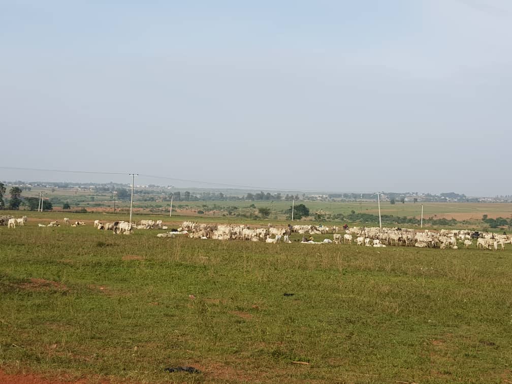 My friend's farm outside Jos occupied by herders. He reported. Herders arrested. Next day herders freed. Head of security team, a Fulani man, advised him not 2 evict herders bc they may kill him. 6.5 acres of the farm still occupied &amp; nothing he can do

Welcome to UAR!