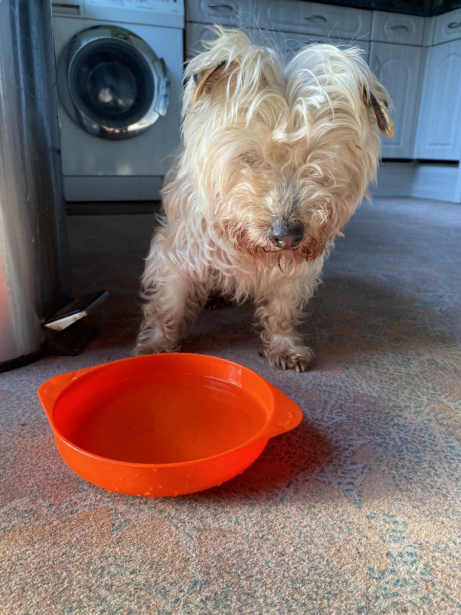 CameronAddicott's tweet photo. Found her last night on a hot country lane; blind, dehydrated, stumbling. Took her to my mothers where she refused food and water, but liked the constant stroking on the way to the vets #lostdog #redmarley #gloucestershire #yorkie https://t.co/kgJ7Yb9gRm