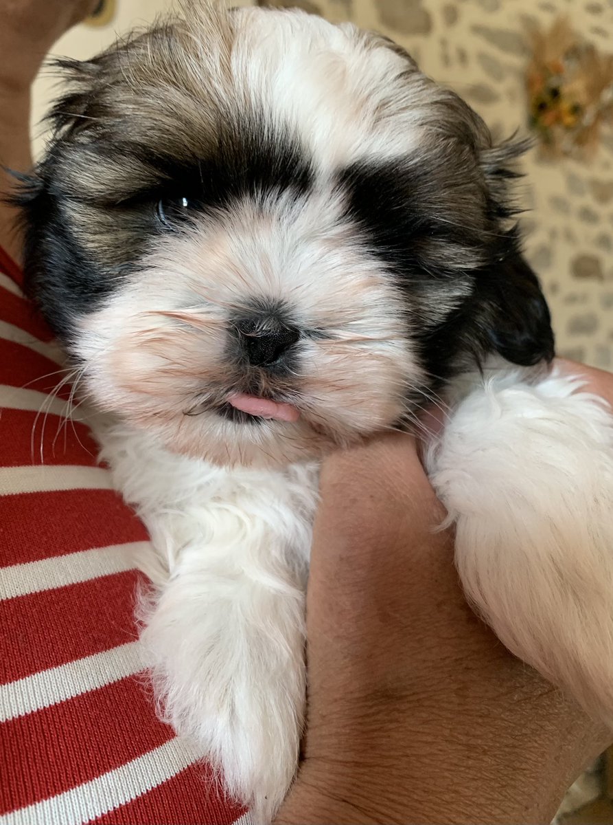 LaurineLemaitre's tweet photo. A adopter deux adorables bébés femelles shih tzu, nées le 07/05/2021.
Elles quitteront le domicile : vaccinées, pucées et vermifugées avec un certificat de bonne santé.

Pour tous renseignements n’hésitez pas à m’envoyer un message !

A partager merci ⚠️ https://t.co/fPqQzgptOX