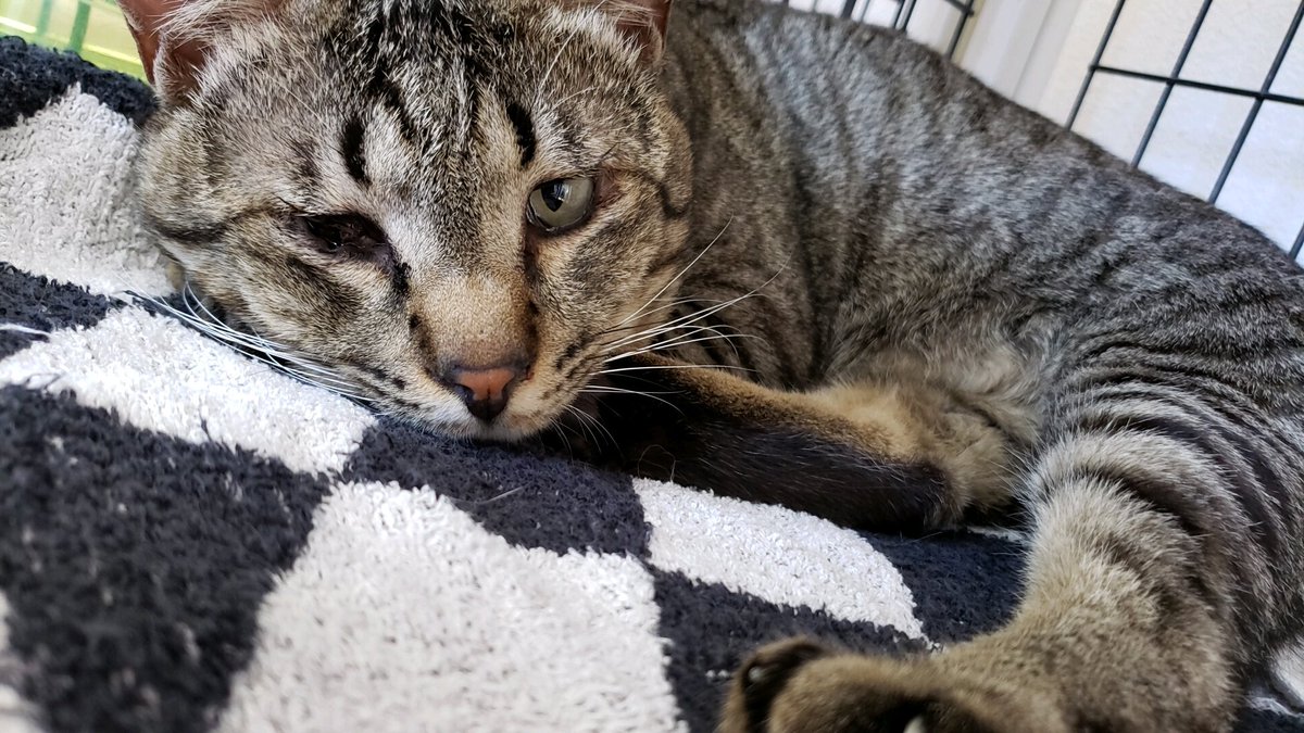 保護猫カフェ 猫ホテル ねこんチ Nekonchi Twitter