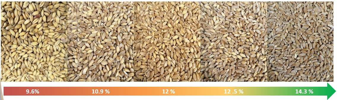 Belle relation visuelle entre la teneur en protéines et la présence de mitadin dans cet essai #fertilisation sur #blédur 🌾. Un critère important pour la qualité des futures pâtes 🍝