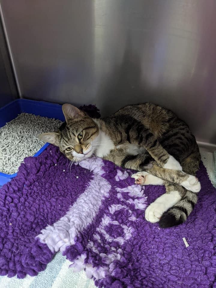 Purrs Cat Rescue tweet media