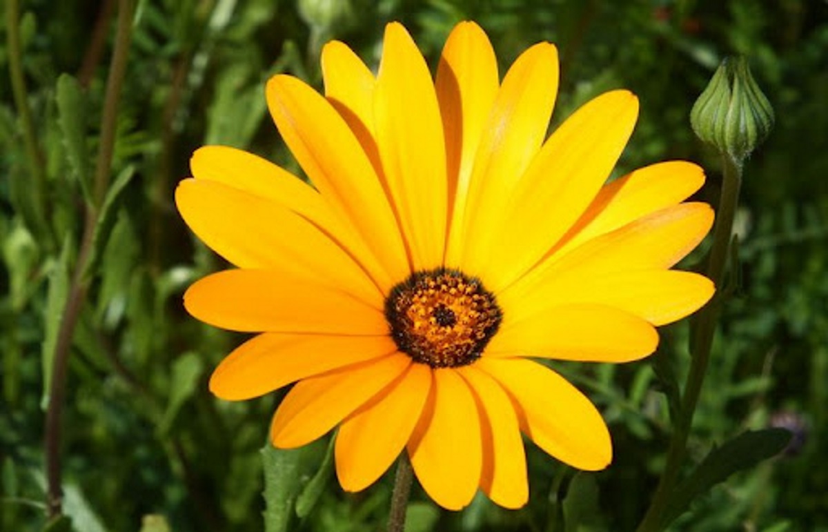 The Gousblom, or Botterblom
𝐺𝑎𝑧𝑎𝑛𝑖𝑎 𝑘𝑟𝑒𝑏𝑠𝑖𝑎𝑛𝑎 (𝐴𝑠𝑡𝑒𝑟𝑎𝑐𝑒𝑎𝑒)
This bud of love, by summer’s ripening breath, May prove a beauteous flower when next we meet. - 𝑹𝒐𝒎𝒆𝒐 𝒂𝒏𝒅 𝑱𝒖𝒍𝒊𝒆𝒕
#winterflowers🌸 #winterblooms🌺 #nature #guestfarm #koovalley