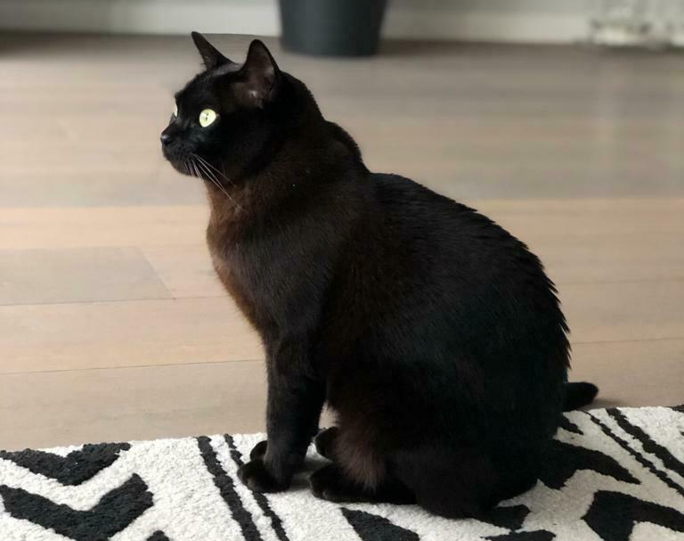 🔴 VERMIST: KAT REBEL (chip)
ex-kater, chocolate point
#METEREN #GE J. van Zantenstraat
#DHver 13/7/21 facebook.com/DeHerenigingGe…