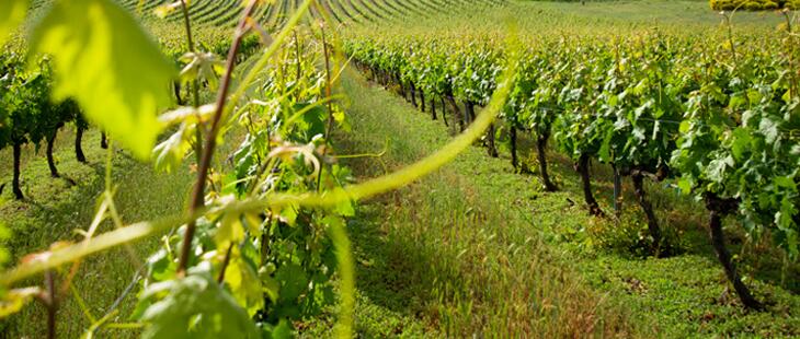 Encore Lab participa en el proyecto #vitireg como socio tecnológico, ofreciendo la tecnología Cesens para contribuir a resolver la problemática de los suelos riojanos a través de la viticultura regenerativa para mejora de la calidad de los vinos.
lnkd.in/eK47Kj4