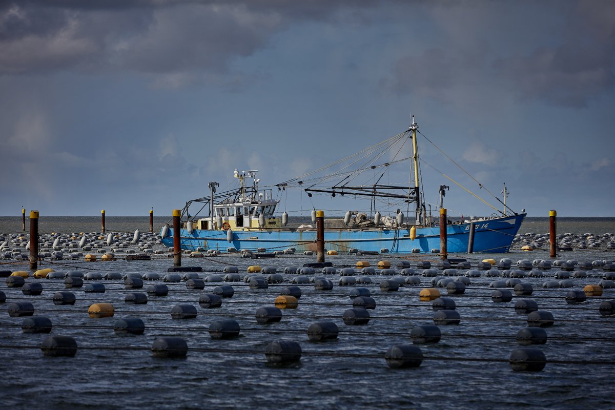 Hercertificering MSC Nederlandse mosselvisserij!
Eerder deze maand ging het mosselseizoen in Nederland officieel van start. Vorige week werd bekend dat dit wederom volgens de MSC-standaard voor duurzame visserij gebeurt. <a href="/MSCkeurmerk/">MSC Benelux</a> 
Lees meer: bit.ly/36XuQ56