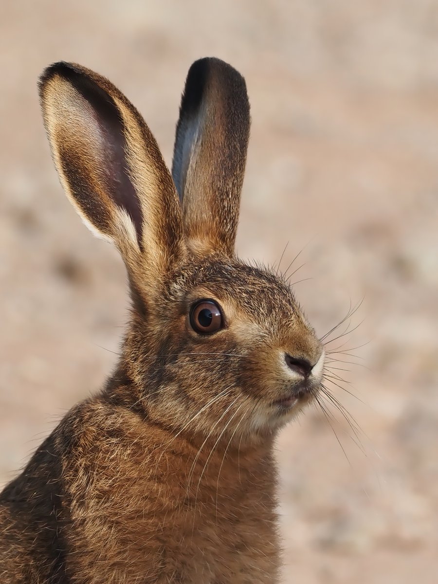 Mark Sutton tweet media