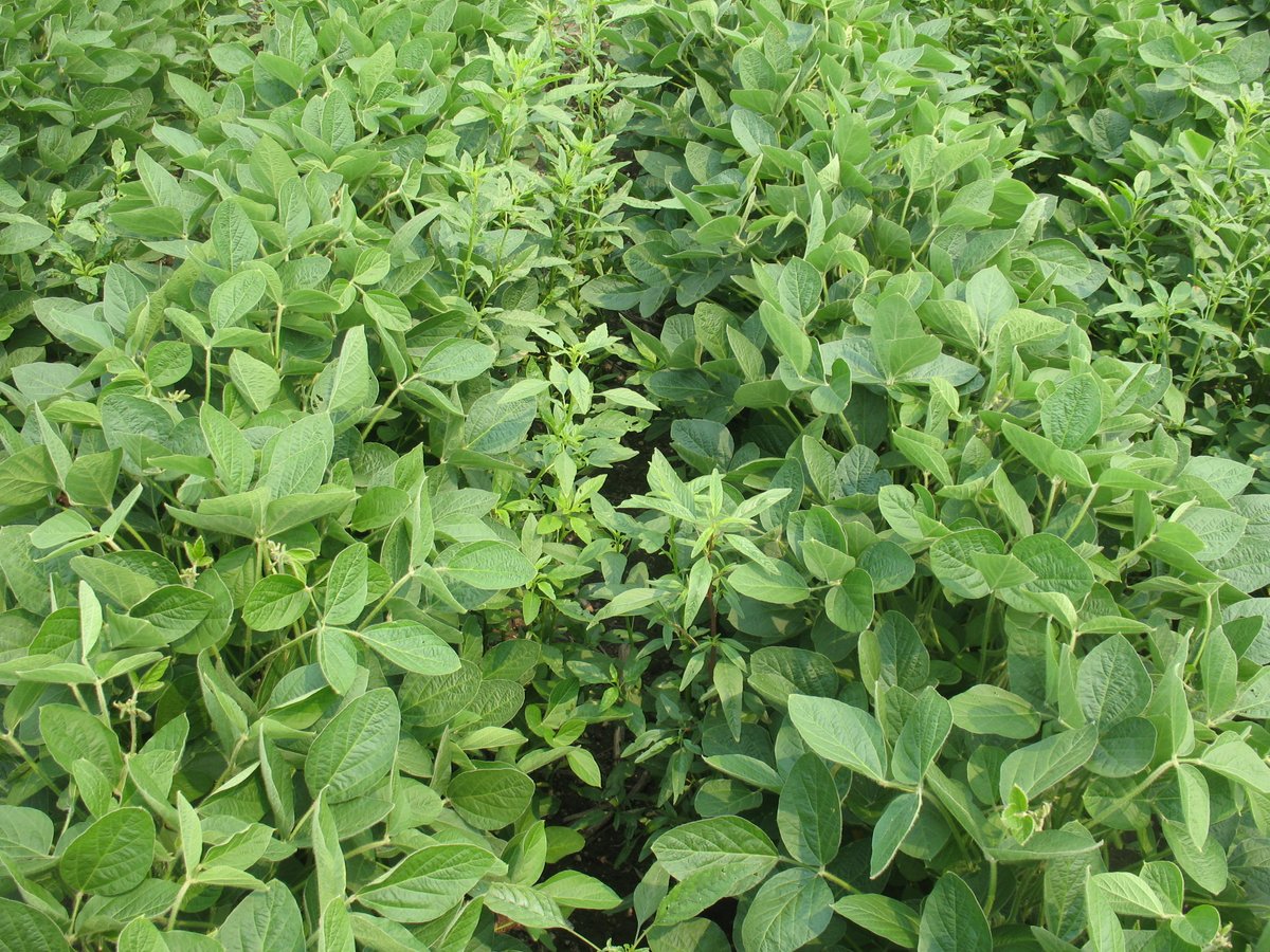 Peter Sikkema tweet media