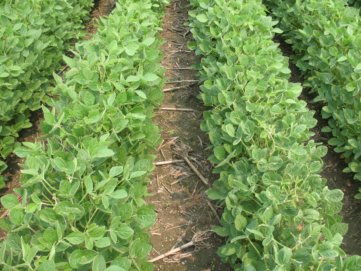 Peter Sikkema tweet media