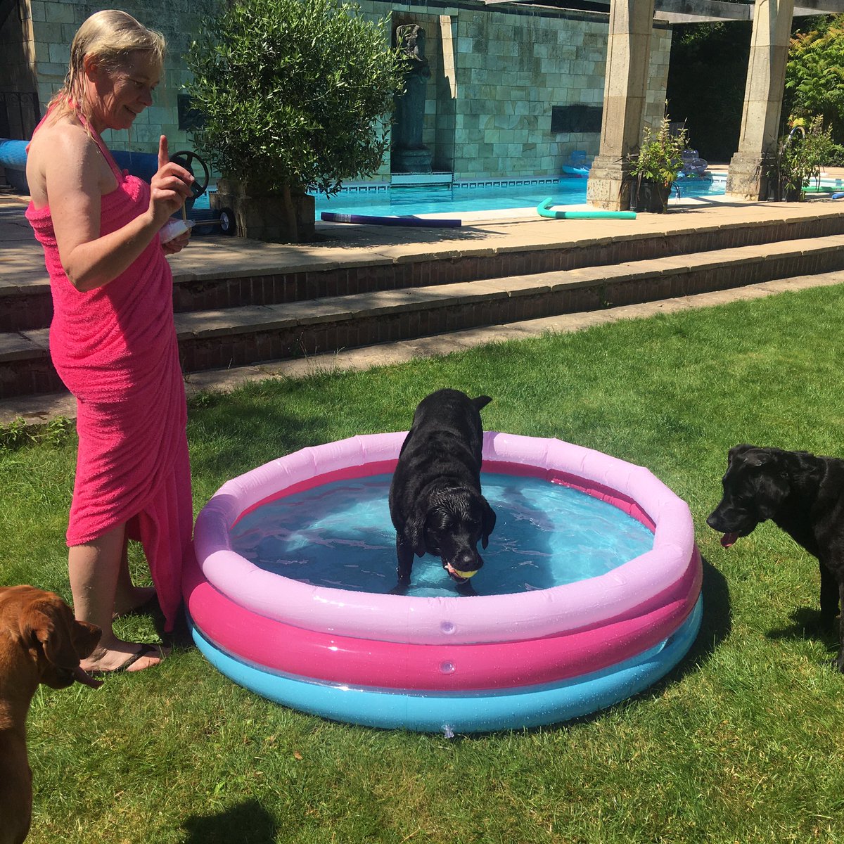 lardydog's tweet photo. 10 year old Bella enjoying the paddling pool.  Don’t let anyone take your ball Bella! https://t.co/YTW7rVTfLJ