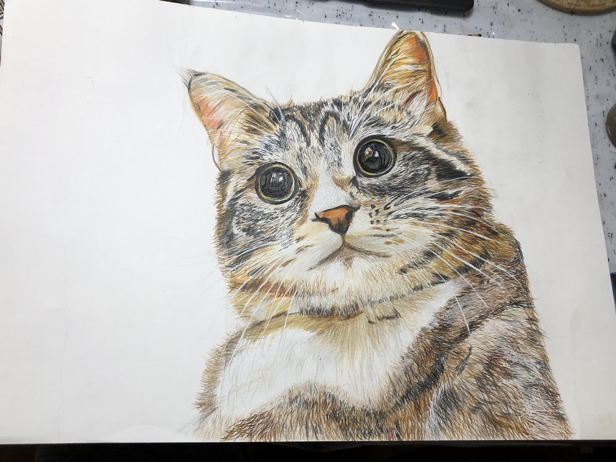 動物愛護ポスター Twitter Search Twitter