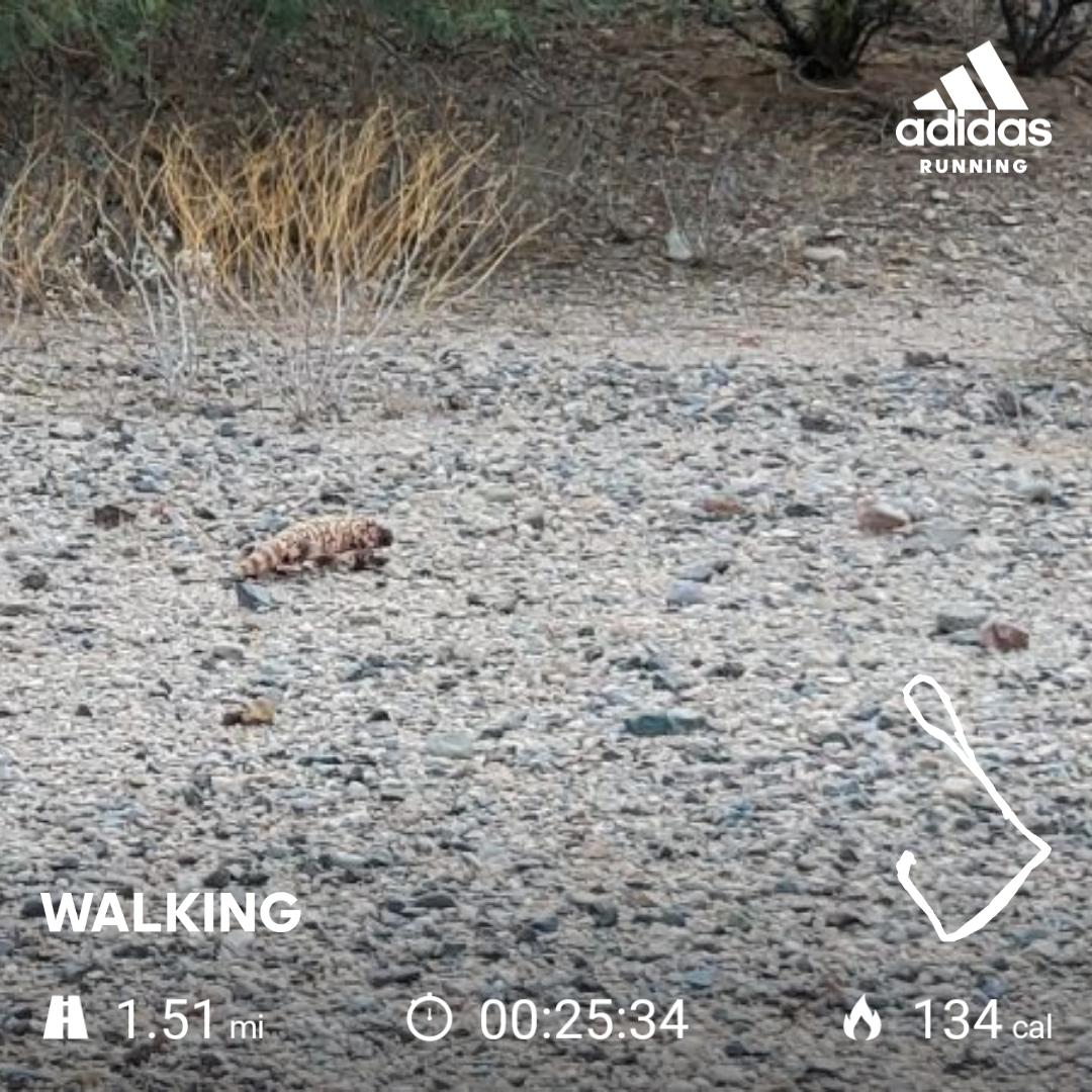 Can you spot the gila monster? #dogwalk