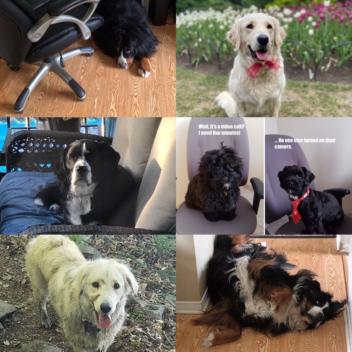 Over the past summer, the AC Community has been sharing how their furry friend has been helping them work from home, as part of the Dog Days of Summer! Here are just a few of the pups from the AC family! 🐶