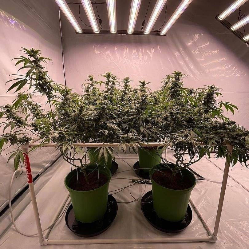 WGREGO202's tweet photo. Check out @lc_grow and another amazing run under his Slim Series LEDs!
#LEDGrowLights #SlimSeries #Samsung301H #Samsung351H #CreeXPE #MeanwellDriver #PassivelyCooled #Dimmable #HLG #GrowYourOwn #GrowersLove #JoinTeamOptic #420Society https://t.co/Eml8LPggyH