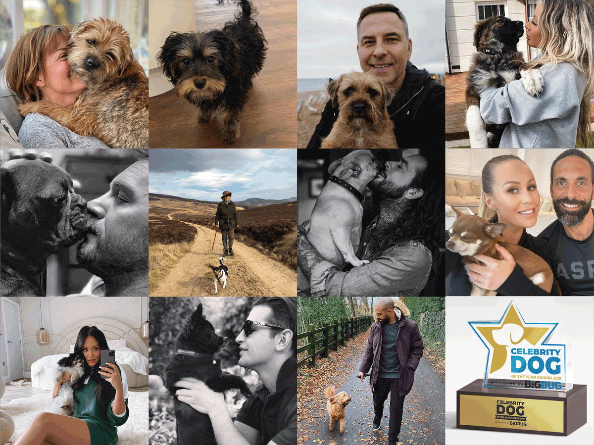 To celebrate National Dog Day on 26th August we are honouring celebrity pooches across the UK to crown the BiGDUG Celebrity Dog of the Year – how paw-some! bit.ly/3y3dEqY

#celebrity #celebritydogOTYaward #celebs #ukcelebs #celebsofinstagram #dogs #dog #puppies #puppy