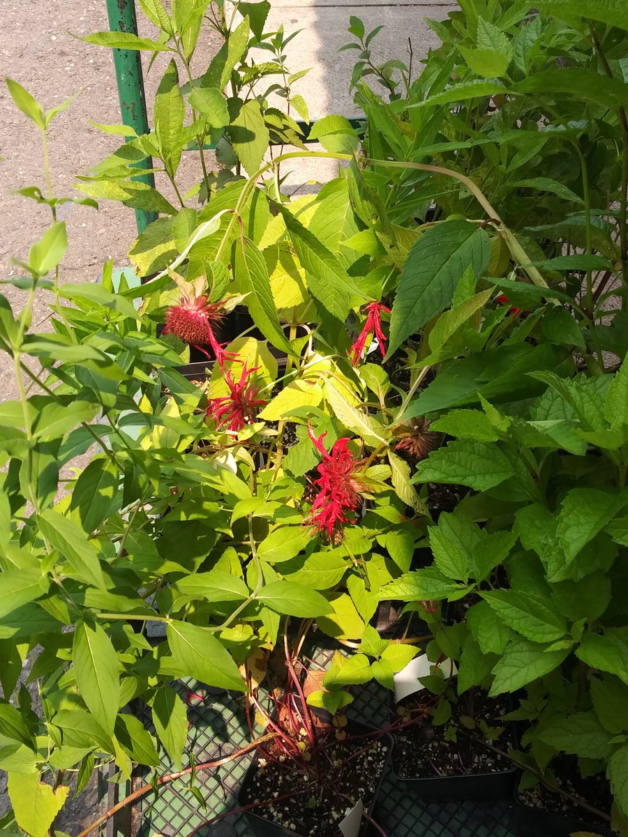 Camden Children's Garden tuvo la oportunidad de recolectar plantas nativas para nuestras casas de insectos en asociación con el Alliance for Watershed Education. ¡Gracias Summersweet Native Plants por el bálsamo de abeja, la menta de montaña y las plantas costeras de joe-pye!