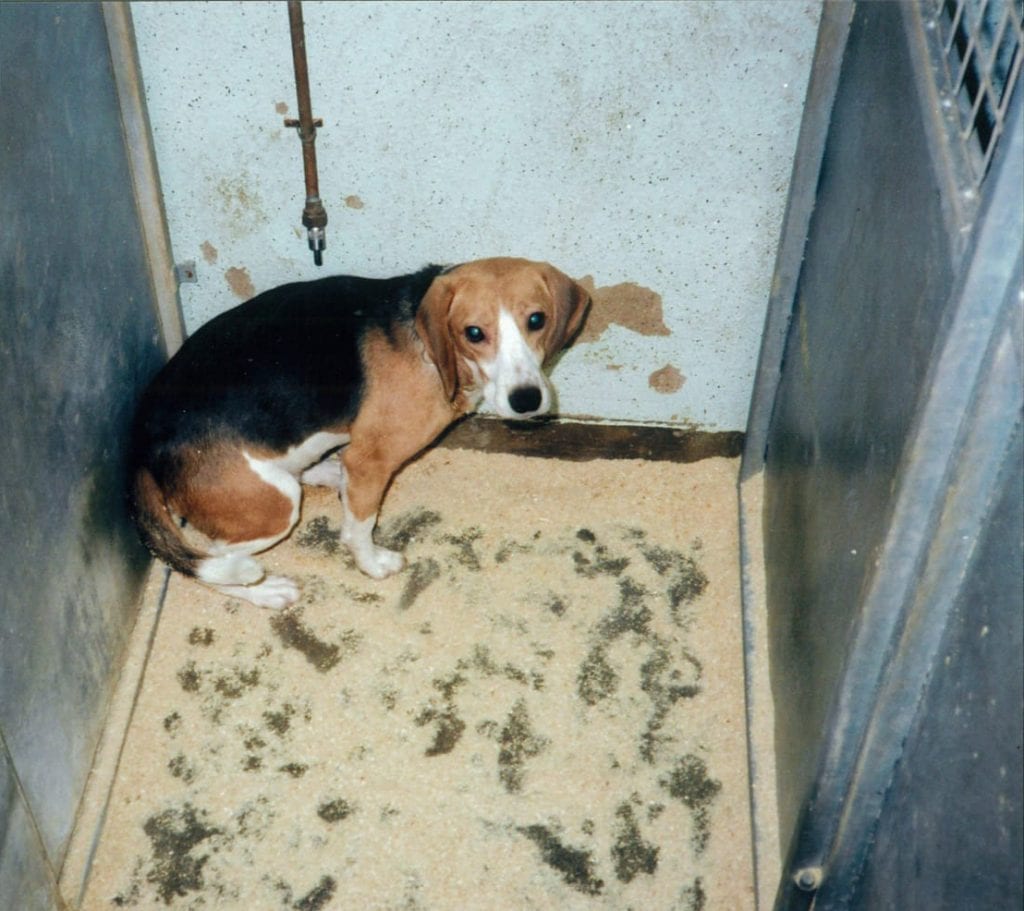 AdoptionsUk's tweet image. Pleas retweet, protesters and police out in force today outside MBR #Cambridge where 2000 Beagles are bred each year to be used in cruel experiments in labs across the UK
96% of these experiments don't work in humans⚠️
Please sign here to end this now👇✍️
petition.parliament.uk/petitions/5917…