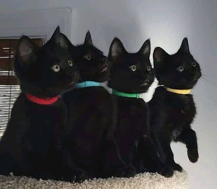 🐱 tweet media