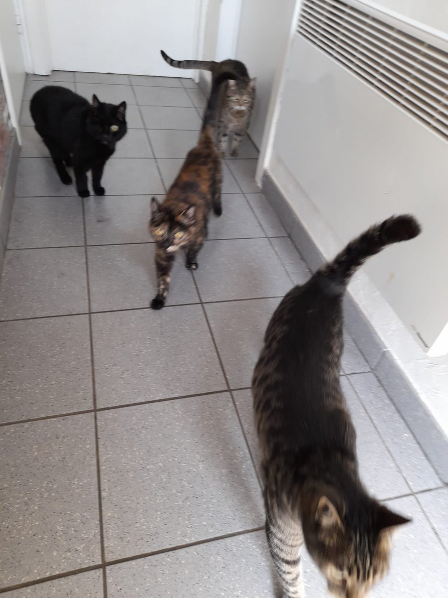 eva_meine's tweet photo. My children, Blacky, Tilo, Siska and Keanu. I love them so much. https://t.co/M0rDftJgjT
