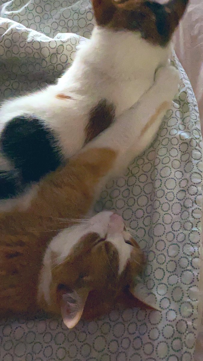 Lief he samen slapen 😴 
#CatsOnTwitter #cat #catslife #catsnap #mikeennala #lovecats