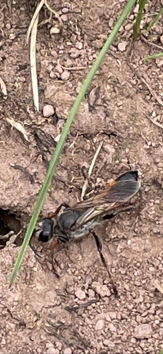 Ja jemand eine Ahnung? Ca. 15-20mm Staatenbildend, lebt in Erdhöhlen..