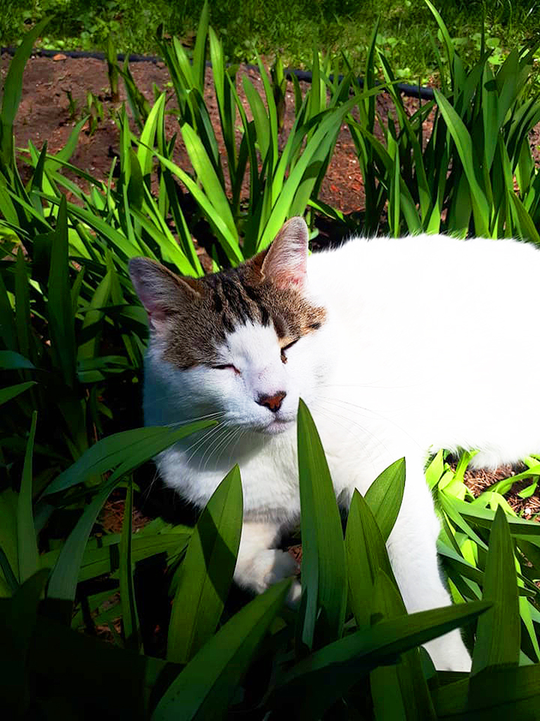 Happy PURRSSday everyone (get it? Like.. Thursday?? LOL) ..remember to rest your mind and center your chakra when you have a moment to yourself😌 #SelfCare 
#Photo submitted by #Customer Lillium Lupus.
#RockaRescue #EverydayIsCaturday #CatsOfTwitter