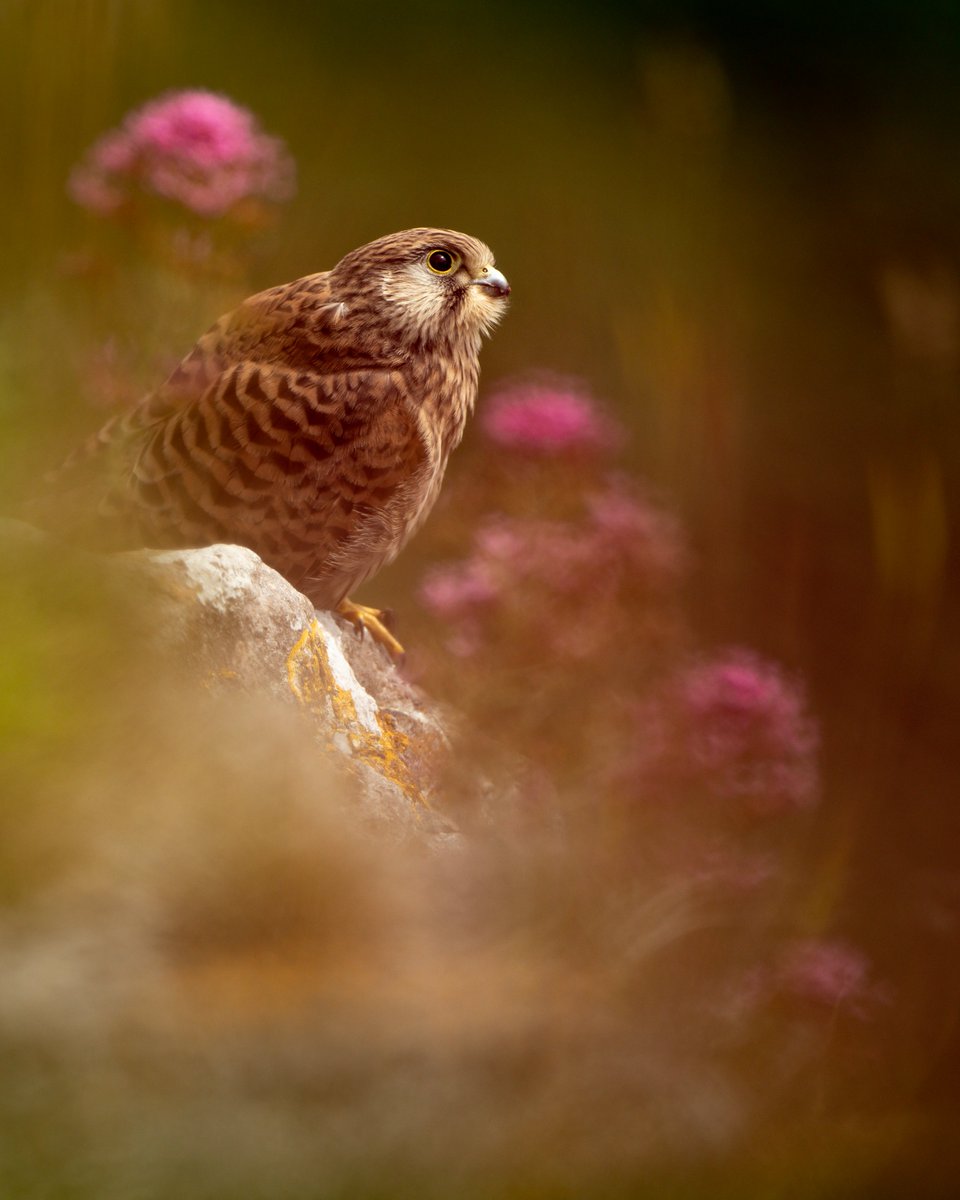 MattGould22's tweet photo. Want to see how this was taken? Check #YouTube video linked below.

#wildlife #photography #nature #kestrel #beautiful #animal #bird #canon #bristol #NaturePhotography 

https://t.co/PDPqTPq7gI https://t.co/h6o0yTCFMu