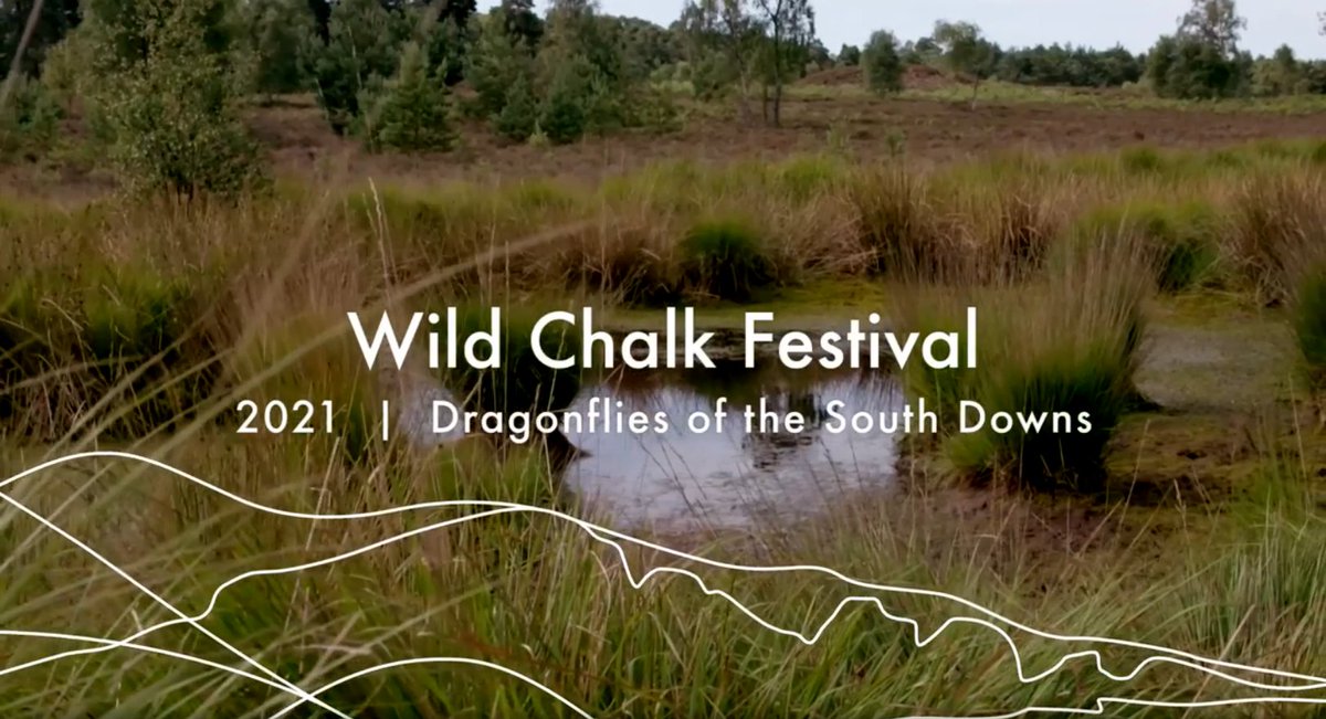 South Downs National Park (@sdnpa) on Twitter photo Dragonflies are so naturally enchanting, aren't they?
Not only are they charming but they're also a top predator of the insect world, primarily feeding on midges and mosquitos.
Watch the full video >>> facebook.com/sdnpa/videos/9…
#WildChalk2021 Dragonflies are so naturally enchanting, aren't they?
Not only are they charming but they're also a top predator of the insect world, primarily feeding on midges and mosquitos.
Watch the full video >>> facebook.com/sdnpa/videos/9…
#WildChalk2021