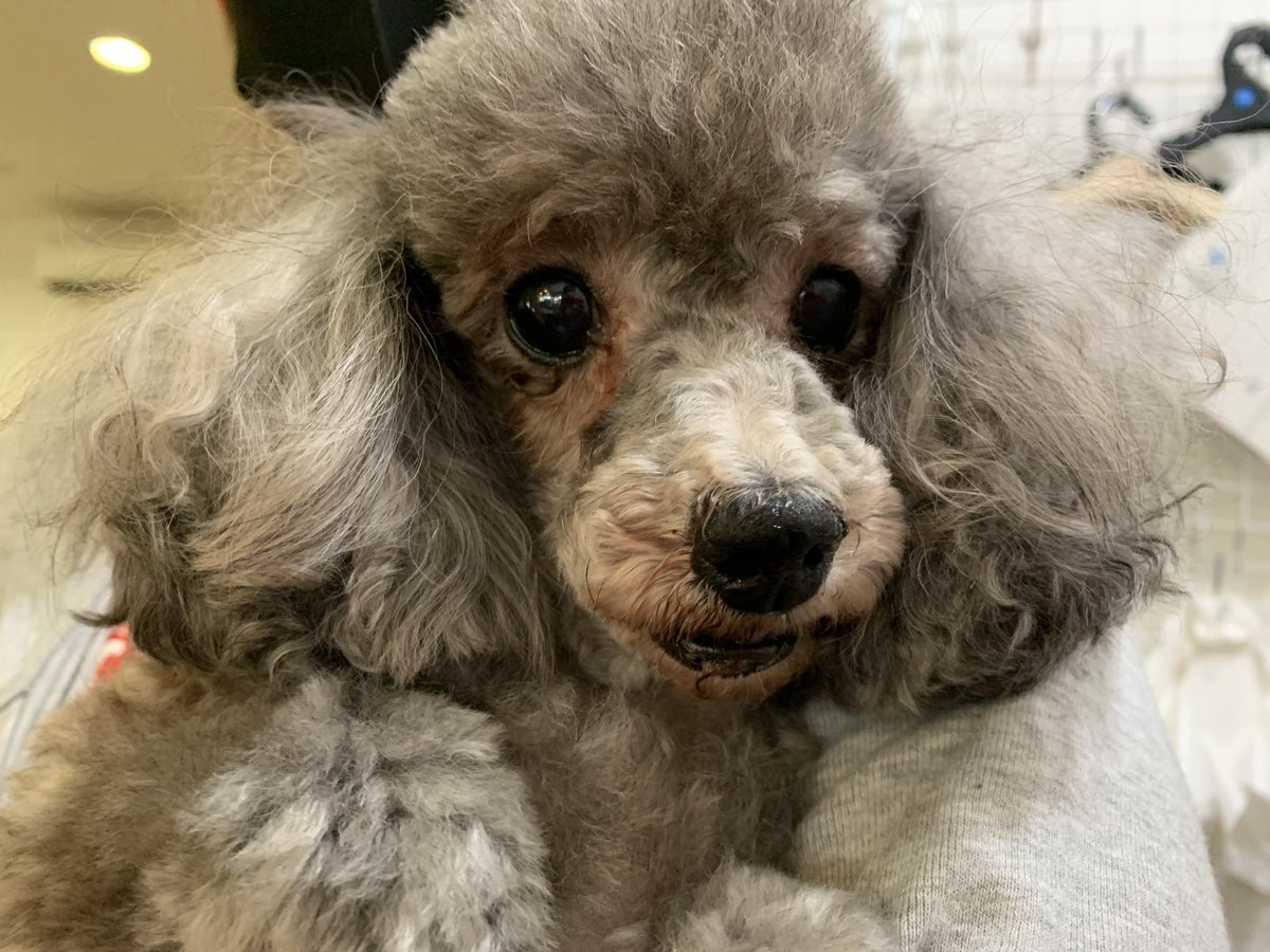 トイプードル シルバー のtwitter検索結果 Yahoo リアルタイム検索