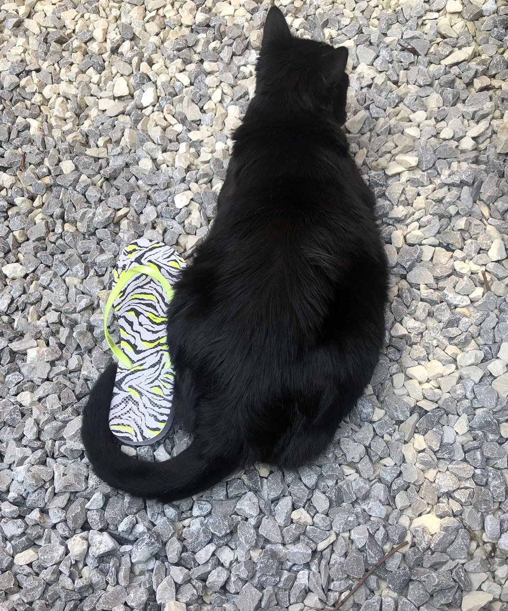 <a href="/JennyNicholas4/">Jenny,Saffy,Tigger,Fizbo an Twerp da Canary</a> <a href="/LindsayPH/">Lindsay Rollin</a> <a href="/SalemsKitties/">Gingie Salem Leo Cato Ozzy RIP Gingie</a> <a href="/aurora3s/">🌊😺Flo and Rear Admiral Sammy😺🌊</a> <a href="/dora_nlk/">Dora K</a> <a href="/catsrule0/">Lucky and Angel Marie Choo Choo, married to Chalky</a> <a href="/parham1961/">jackie parham</a> <a href="/BloomNight2/">Kira 🌻🌻🌻</a> <a href="/marisbellamy1/">Maris Bellamy</a> <a href="/LBisaillon/">Chowsie</a> <a href="/Palmolive_S_Pan/">Palmolive</a> <a href="/GailCarangelo/">Gail K. Carangelo</a> <a href="/MauSupercat/">House of Mau</a> Good morning Jenny we are all well just too hot 🔥 we hope you guy's are ok ❤️ the first time i heard hedghogs making those noises i wondered what was going on 😁 jaspers says hi to Saffy love you 💋❤️💋 he is too warm and hiding from the ☀️ have a fun thursday ❤️❤️❤️