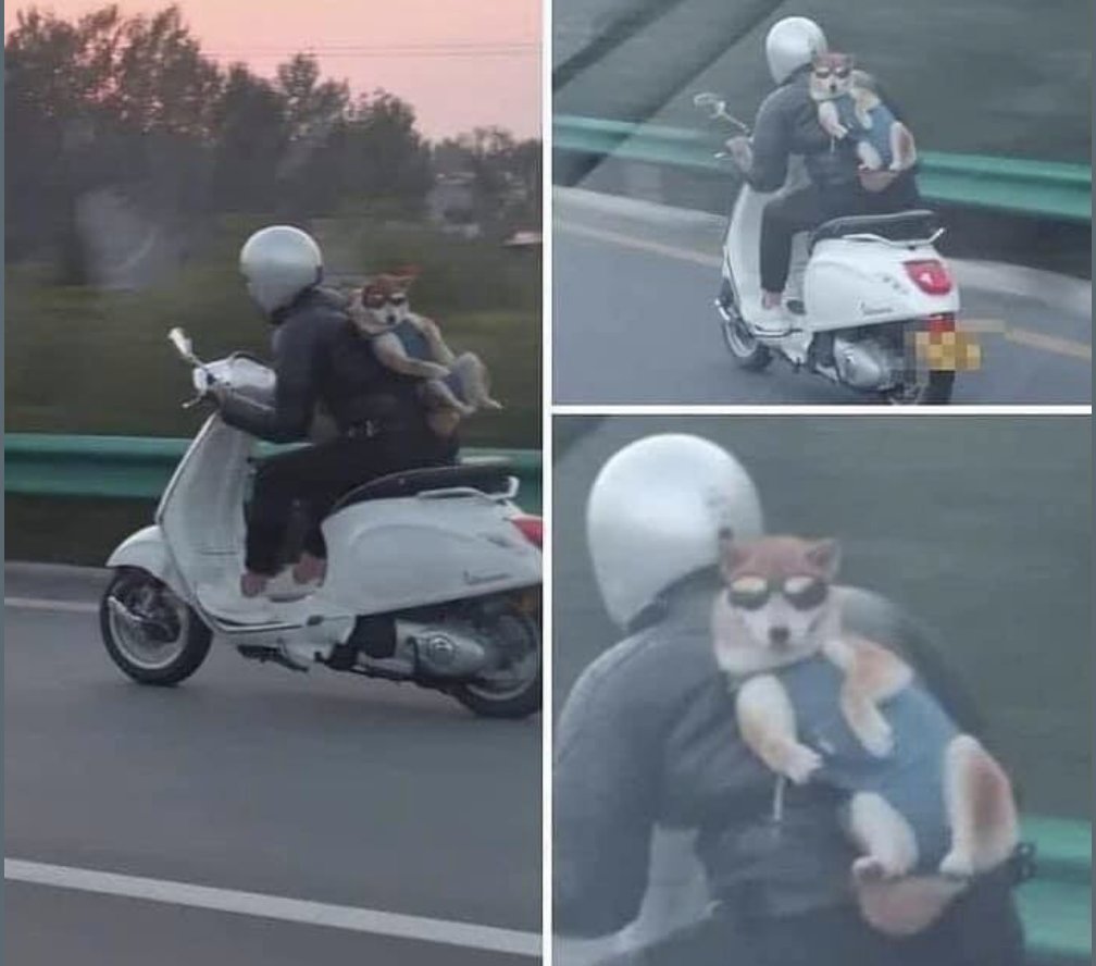 WholesomeMemes (@wholesomememe) on Twitter photo 