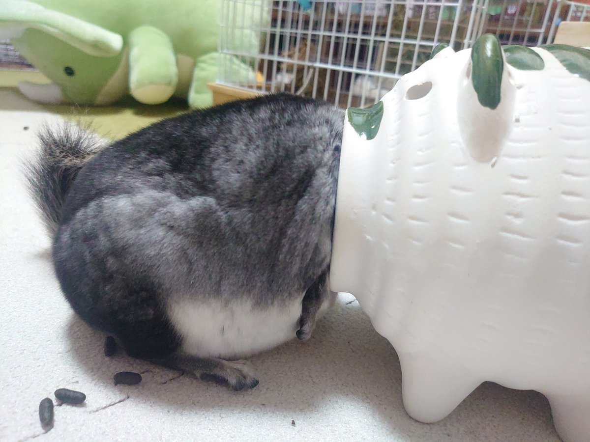 うにと弱音とベビ tweet media