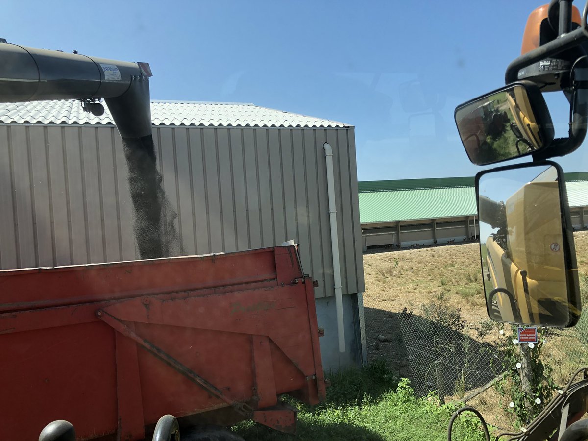 Consécration de plus d’une année de travail, colza 11 mois en terres et le travail supplémentaire de préparation et le travail qui va suivre 💪