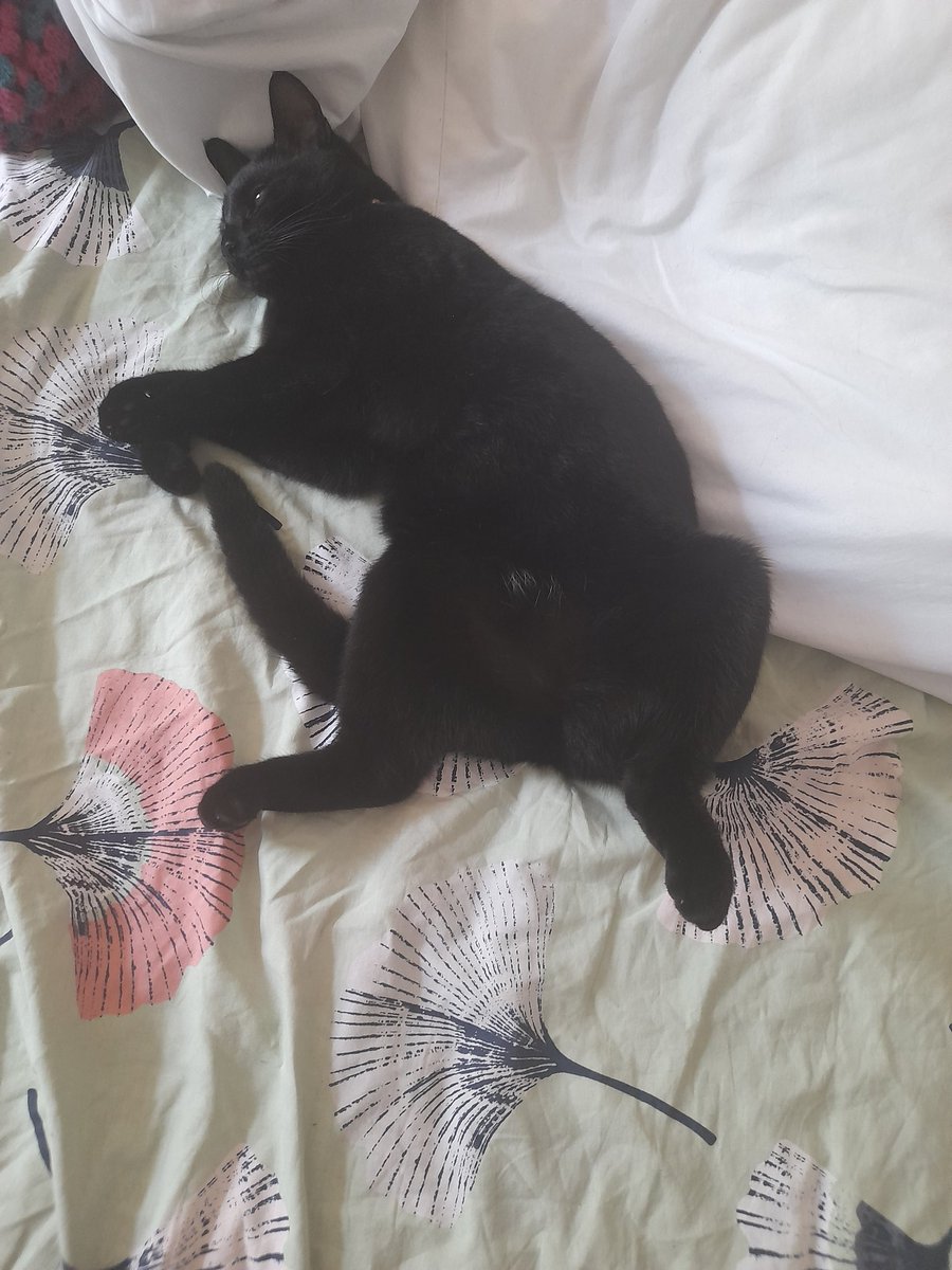 Dis heat a bit much me finks 🔥🔥
Maybe not black fur coat weather 🌞🌞🌞
#AiringYaBits