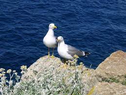 #Ambiente: 5 anni fa nasceva il Parco Nazionale Arcipelago Toscano: con una superficie di 17.887 ettari a terra e 56.776 a mare tra #Livorno e #Grosseto e la sua #natura incontaminata è una riserva di biodiversità di inestimabile valore in #Toscana. Buon compleanno <a href="/isoletoscane/">parcoisoletoscane</a>!