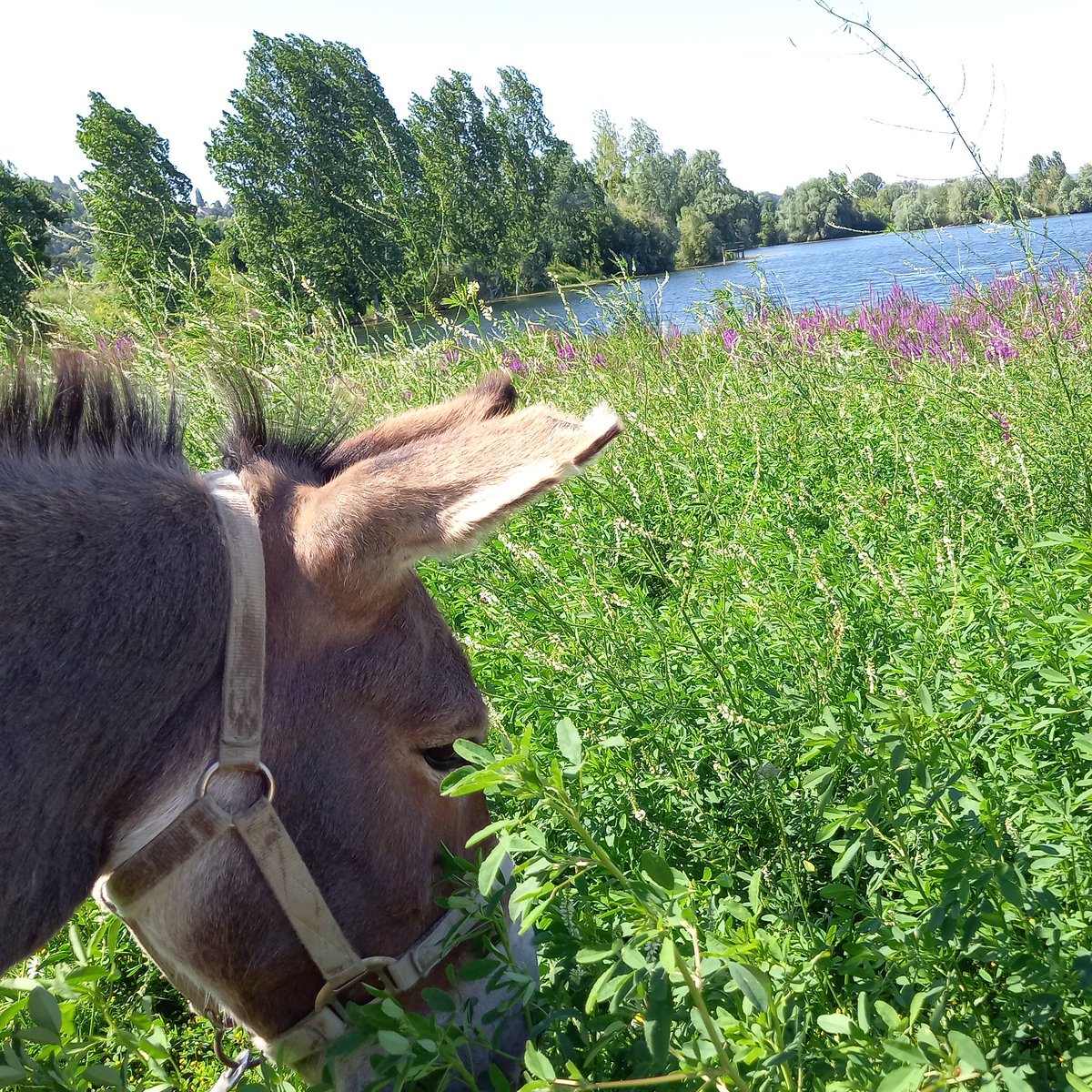 ParcPeupleDeL'herbe tweet media