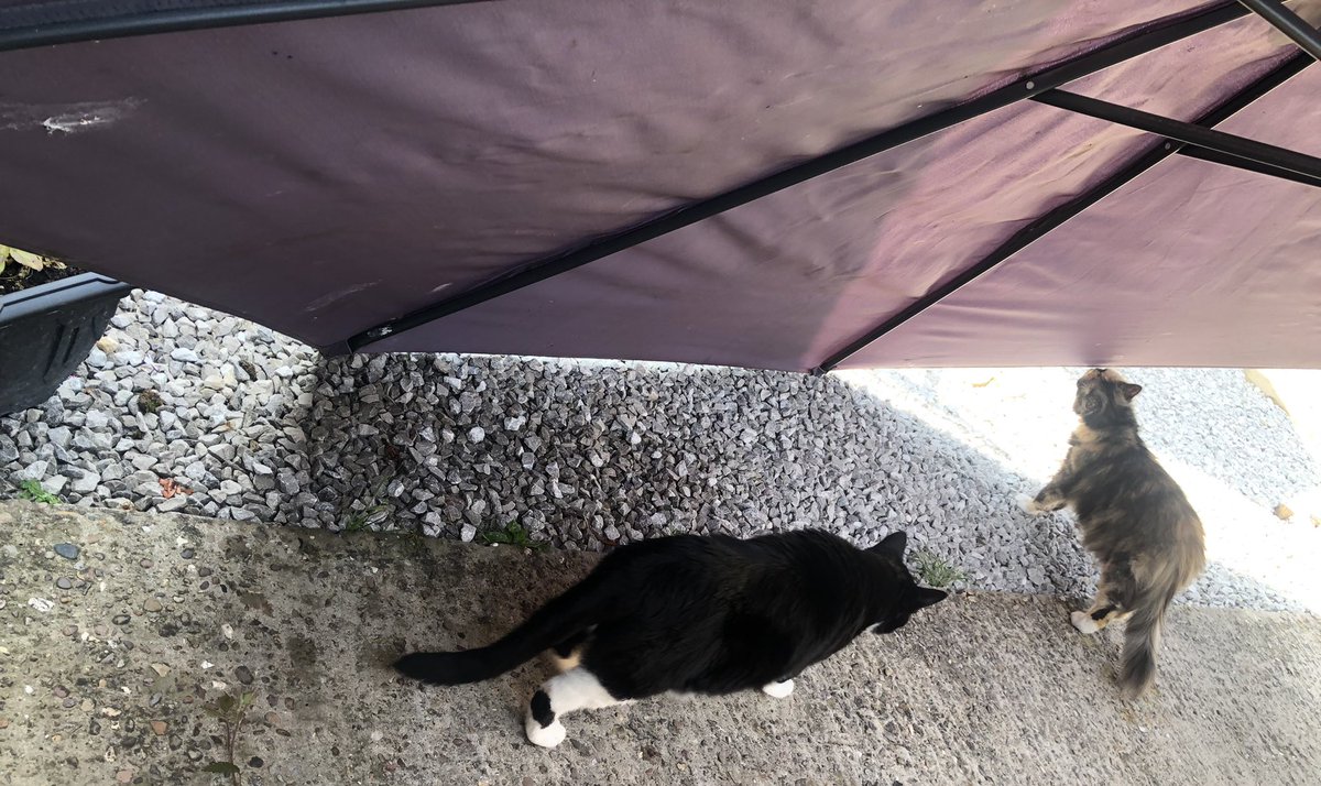 <a href="/JennyNicholas4/">Jenny,Saffy,Tigger,Fizbo an Twerp da Canary</a> <a href="/LindsayPH/">Lindsay Rollin</a> <a href="/SalemsKitties/">Gingie Salem Leo Cato Ozzy RIP Gingie</a> <a href="/aurora3s/">🌊😺Flo and Rear Admiral Sammy😺🌊</a> <a href="/dora_nlk/">Dora K</a> <a href="/catsrule0/">Lucky and Angel Marie Choo Choo, married to Chalky</a> <a href="/parham1961/">jackie parham</a> <a href="/BloomNight2/">Kira 🌻🌻🌻</a> <a href="/marisbellamy1/">Maris Bellamy</a> <a href="/LBisaillon/">Chowsie</a> <a href="/Palmolive_S_Pan/">Palmolive</a> <a href="/GailCarangelo/">Gail K. Carangelo</a> <a href="/MauSupercat/">House of Mau</a> it's terrible i just made more shade for jasper and ettie in the garden im sorry to hear this just keep taking a rest and a drink of water hopefully tomorrow we get a cooler day sending lots of love hugs purrs ❤️😘😻😻❤️