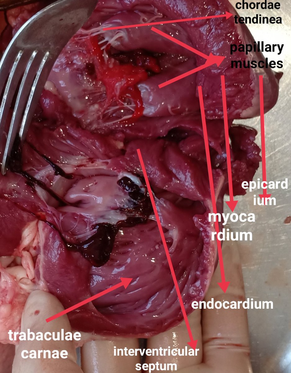 Dr__strange99's tweet photo. I dissected my bakra's heart on previous Eid😭😭  ig we were studying heart anatomy online Xd https://t.co/fo08ynrVKG