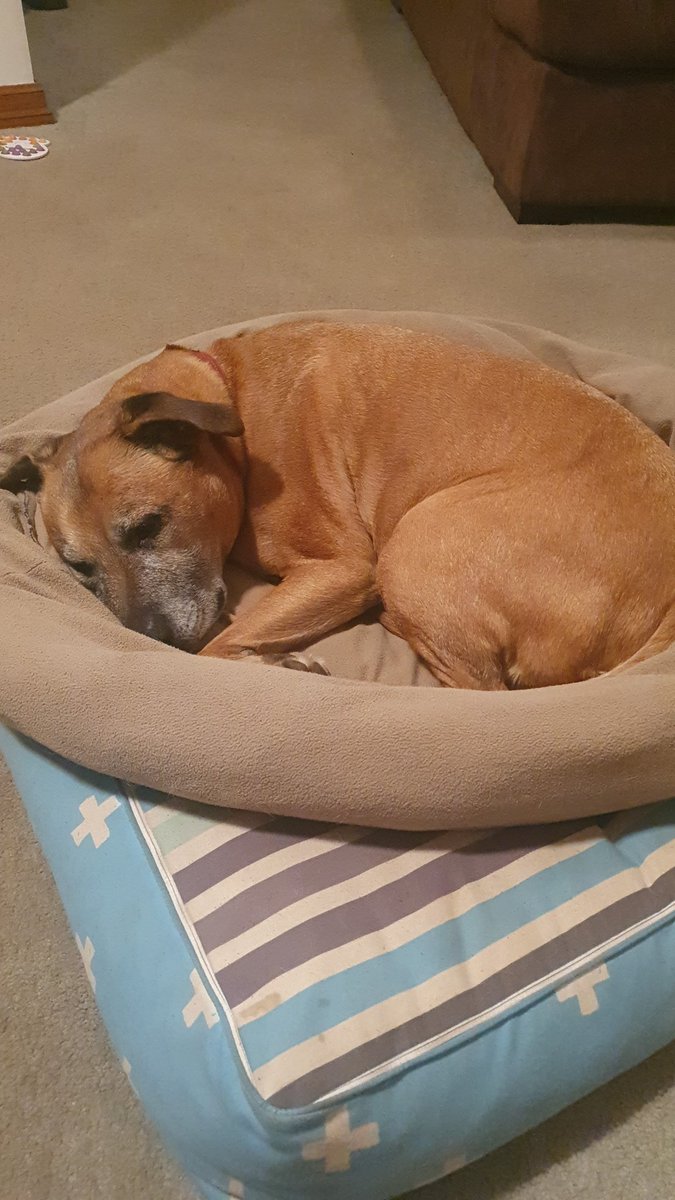 PalaeoEvan's tweet photo. @UniofAdelaide #PetsofUofA Copper the 12 year old staffy snuggled in bed checks on the whole family as we are all working and studying from home https://t.co/2N6VBv1SeX