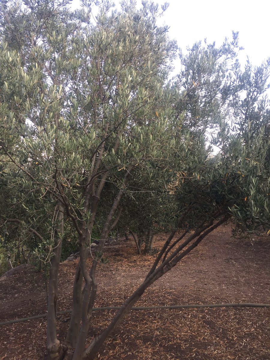 Kim ister ? 🙏🏻😊