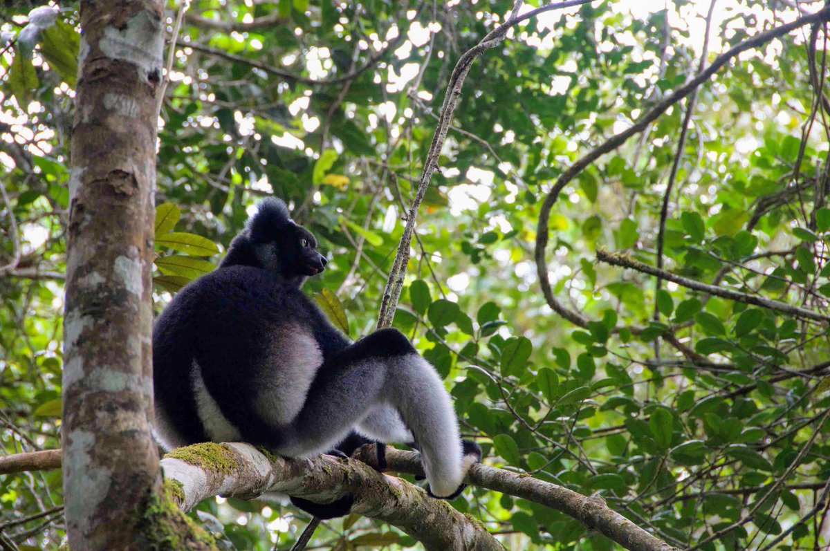 Our paper on age specific survival trajectories in the critically endangered Indri is out! Fantastic collaboration with <a href="/FrancescaRoll9/">Francesca Rolle</a>, <a href="/cristinagiacoma/">CRISTINA GIACOMA</a>, <a href="/valeria_torti/">Valeria Torti</a>, <a href="/DariaValente/">Daria Valente</a> and <a href="/ChiaraDeGregor7/">Chiara De Gregorio</a>! 
tandfonline.com/doi/full/10.10…